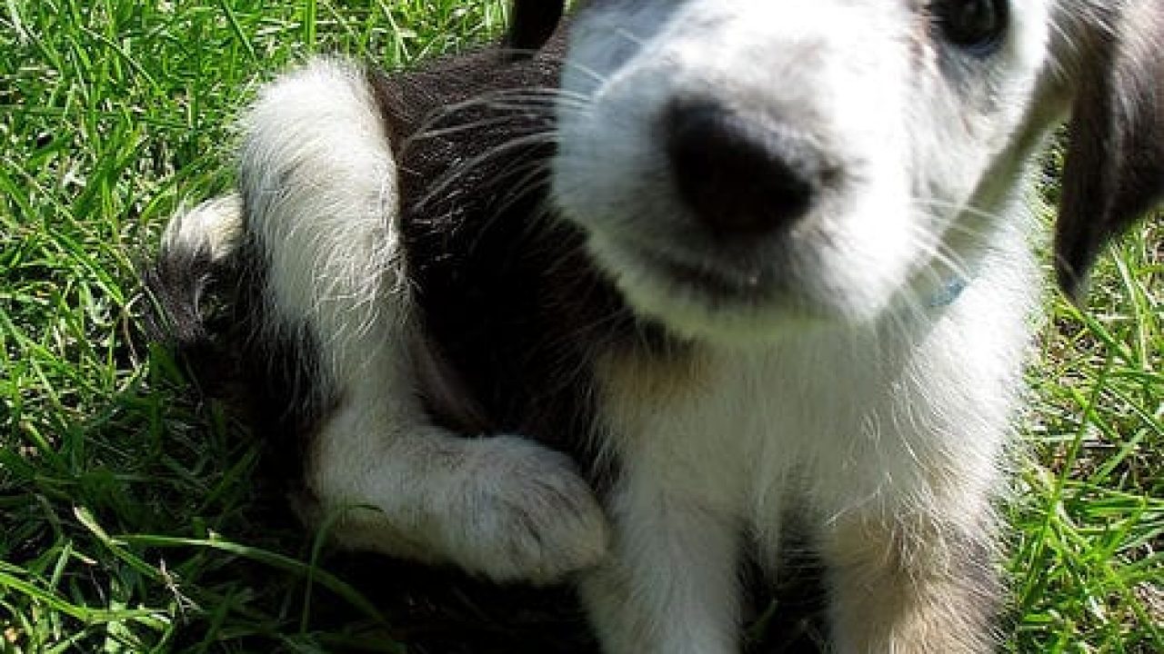 cani che dormono più di una ragazza