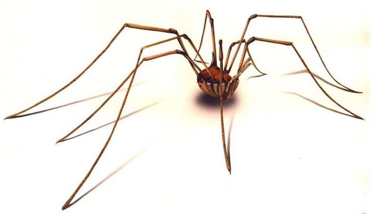 Sognare ragni: il potere manipolatore