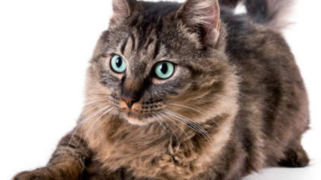 Sognare Gatti Indipendenza E Inganno Libro Dei Sogni