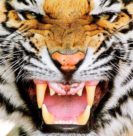 Tigre