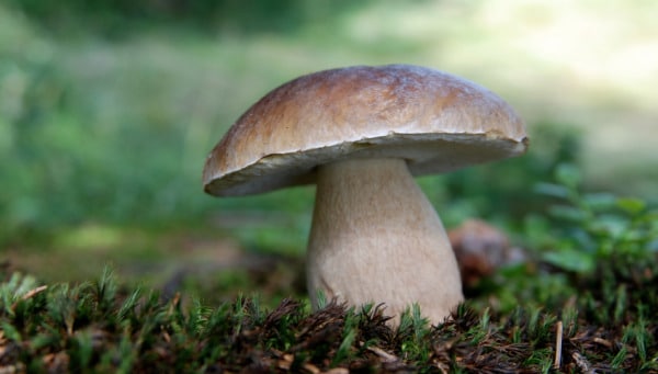 sognare funghi