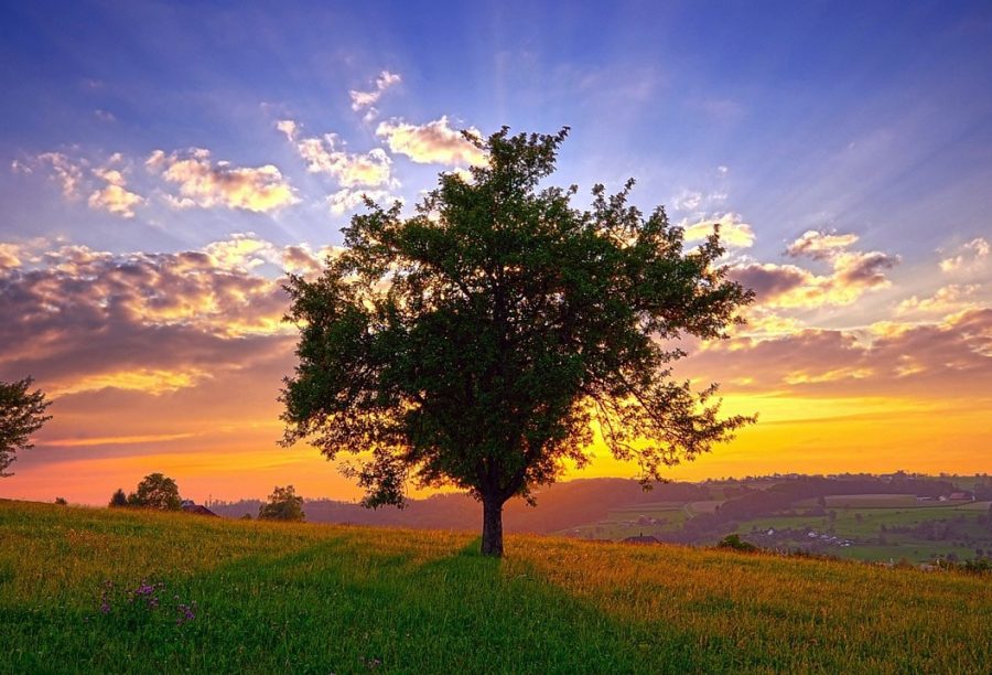 Albero dei sogni