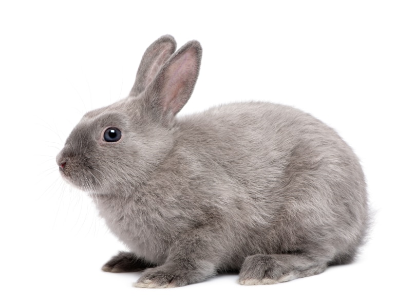 Sognare conigli: ingenuità e paure