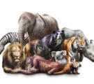 Group of animals