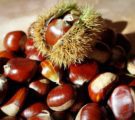 Sognare castagne: significato del sogno
