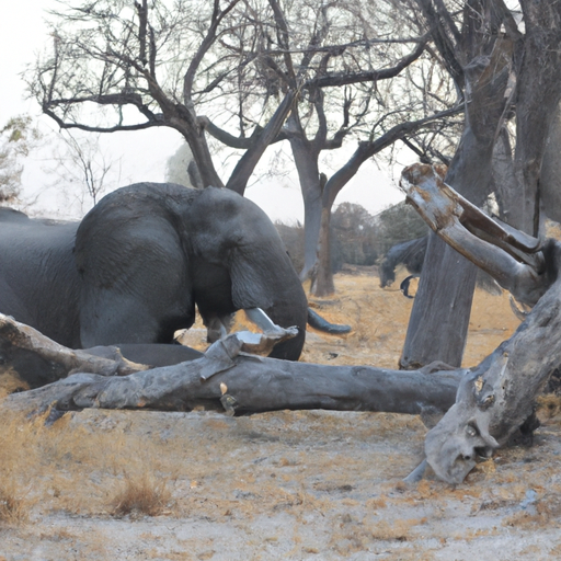 Sogno un elefante morto