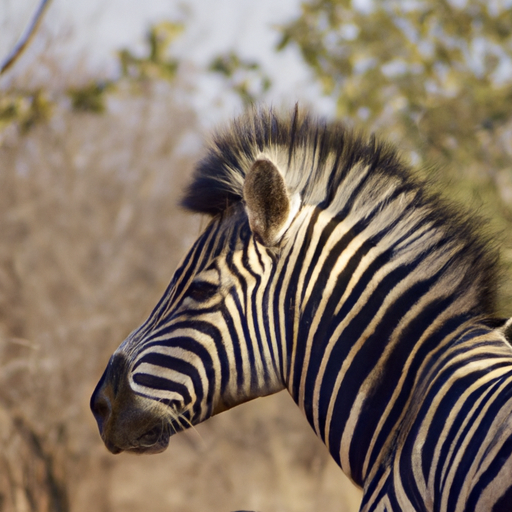 Sogno una zebra